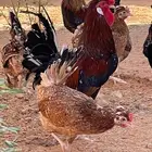 دجاج عربي مكنتوش