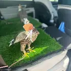 توصيل من جده او مكه او الطايف الى الرياض الدمام والعكس