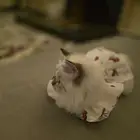 قطط لتبني ذكر همالايا أنثى سكواتش