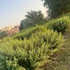 حناء من مزارعنا