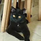 قط للتبني اليف جدا