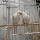 جوز كروان البينو عيون حمرا مع عيالهم اليف