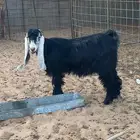 جفرات عوارض