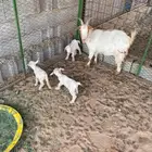 ماعز قزمي مع جنوبي