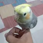 كروان للبيع على اسوم