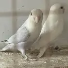 روز عدد 10 حبات مع زوج