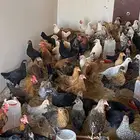 للبيع دجاج وديوك