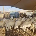 ذبايح نعيم حري تيوس