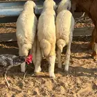 بهم طليان معا رخيل تربيه