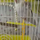 طير روز للبيع