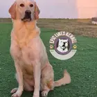 متوفر لابرادور ريتريفر Available Labrador Retriever