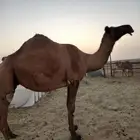 لقحه صفر طيبه سنه سدس على جميع اشروط وتسب