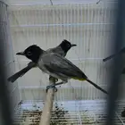 بلبل بلابل سوري الاحساء البيع جملة