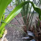 فسيلة هلالي العدد 2 السعر 350 للحبة