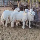 خرفان للبيع