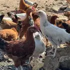 دجاج كولمبي وفرنسي