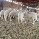 طلي و4 رخال للبيع