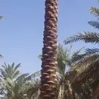 توريد وزراعه النخيل والثيل اعمال شبوك وشبكات الري