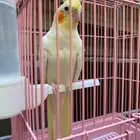 كروان كوكتيل انثى