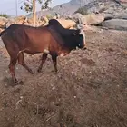 ثور بلدي سمين