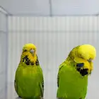 زوج بادجي انقليزي مستوى ماشاء الله