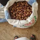 تمر علف للحلال