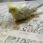 طيور كروان (كوكتيل) فروخ نهاية غر