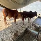 حسلان ذكور للبيع