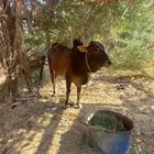 للبيع ثور فحل السن يبدا يكسر ثني