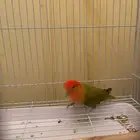 ببغا روز نادر