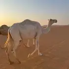 ناقه ضروبه مبيوع ولدها