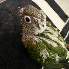 فرخ كنيور للبيع في الرس