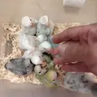 فروخ روز العدد مفتوح