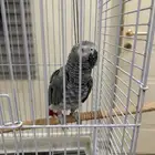 ببغاء أفريقي رمادي