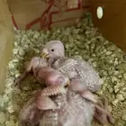 فراخة روز البينو