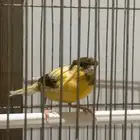 كناري ذكر سوري كرست