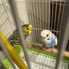 للبيع زوجين بغبغاء مع اغراضه كامله وجديدة