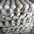 بيض بلدي طازج