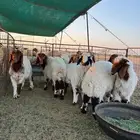 للبيع 9 خرفان العمر 3 شهور