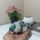 مجموعة فروخ ( كنيور   كروان   روز )