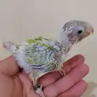 كنيور صن شيك