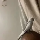 كروان متكلم