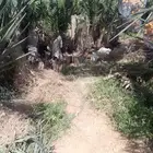 اشجار نخيل خلاص مثمر وصقعي شتول