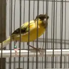 كناري سوري ذكر كرست للبيع