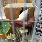 طير روز ابيض اللون 150  المذنب