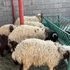 رخال وخرفان