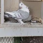 حمام حب الرمان