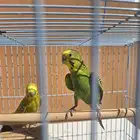 القصيم البدايع