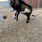 ماعز قزم تيس للبيع العمر 9 أشهر