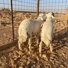 طليان حري 6 شهور